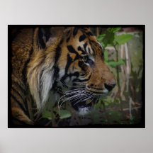 Poster grande del Gato-Amante de la fauna del tigr
