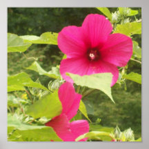 Poster grande del hibisco