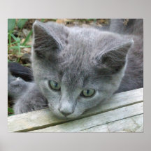 Poster gris de la cara del gatito