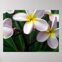 Poster hawaiano del Plumeria