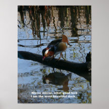 Poster hermoso del pato de mandarín