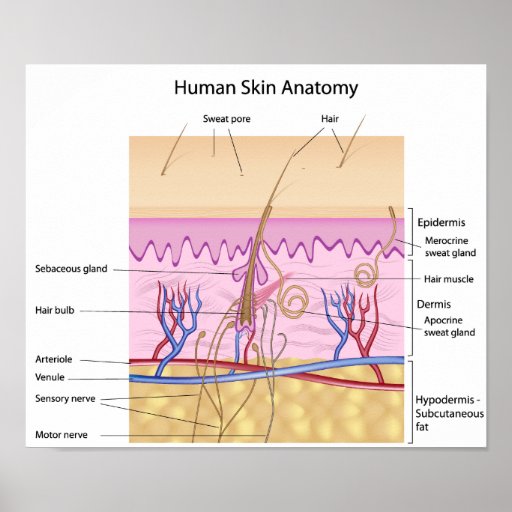 LA PIEL ANATOMIA la piel anatomia: