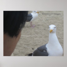 Poster humano de la conversación de la gaviota