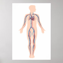 Poster humano del sistema de la circulación