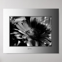 Poster - impresión del crisantemo blanco y negro