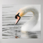 Poster/impresión hermosos del cisne