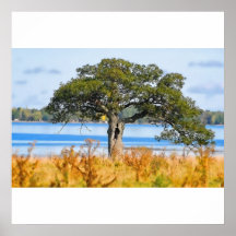 Poster/impresión solos del árbol