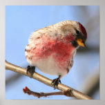 Poster inclinable del Redpoll