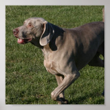 Poster juguetón del perro de Weimaraner