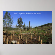 Pôster KKL - Replantio de Árvores em Israel Posters
