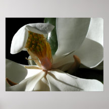 Poster, la magnolia secreta # 2