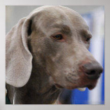 Poster lindo de Weimaraner