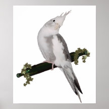 Poster lindo del Cockatiel