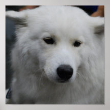 Poster lindo del samoyedo