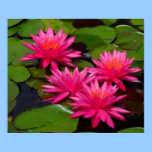 Poster - lirios de agua/lilypads rosados posters