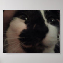 Poster loco del gato