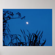 Poster lunar tropical de la Florida de las hojas d