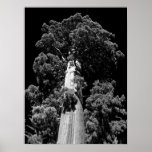 Poster majestuoso blanco y negro de la secoya