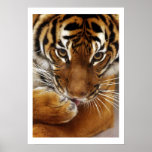 Poster malayo del tigre #1
