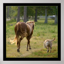 POSTER MATE GRANDE "canino y equino"