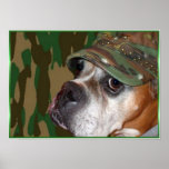 Poster militar del perro del boxeador