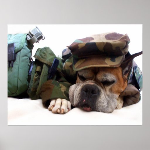 Poster militar del perro del boxeador