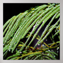 Poster mojado verde claro de la hoja