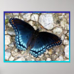 Poster Morphing de la mariposa