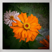 Poster-Naranja de la flor del Zinnia