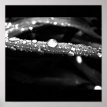 Poster-Naturaleza-Arte de Rain-32