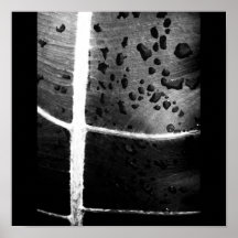 Poster-Naturaleza-Arte de Rain-45