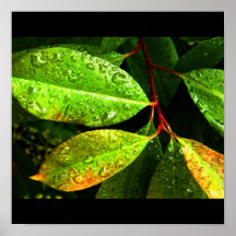 Poster-Naturaleza-Arte de Rain-55