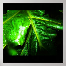 Poster-Naturaleza-Arte de Rain-56