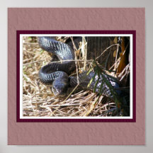 Poster negro de la serpiente