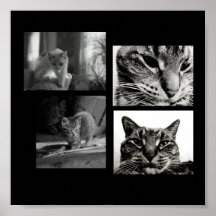 Poster-Negro y Blanco-Gatos y gatitos