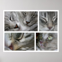 Poster noruego del gato del bosque