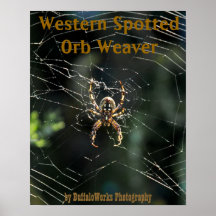 Poster occidental del tejedor del orbe