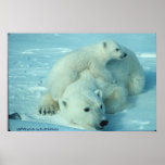 Poster/oso polar y Cub