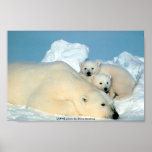 Poster/oso polar y Cubs