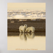 Poster/osos polares