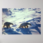 Poster/osos polares en el cabo Lisburne