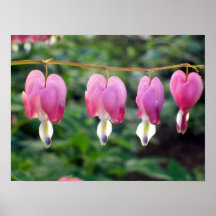 Poster: Planta de los corazones sangrantes