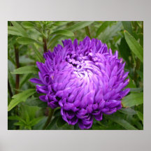 Poster púrpura bonito de la flor