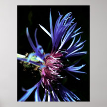 poster púrpura de la flor