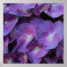 Poster púrpura del Hydrangea