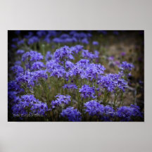 Poster púrpura del Wildflower