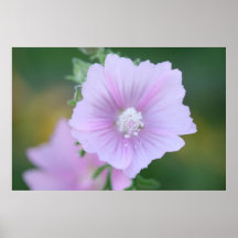 Poster púrpura delicado X12 de la flor 8