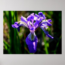 Poster púrpura salvaje del iris