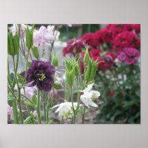 Poster PÚRPURA y BLANCO de COLUMBINE