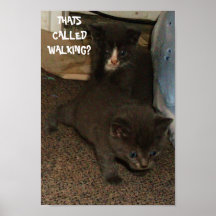 Poster QUE CAMINA del GATITO
